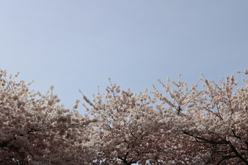 cherry blossoms 