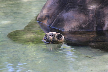 galápagos tortoise