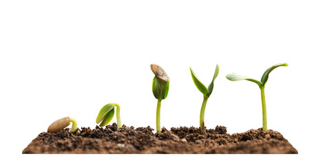 Stages of growing seedling in soil on white background