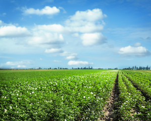 Fototapeta na wymiar Picturesque view of blooming potato field against blue sky with fluffy clouds on sunny day. Organic farming