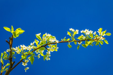 Cherry blossom on blue sky background.