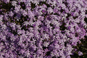  texture purple flowers background