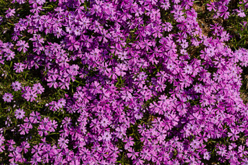 Obraz premium texture purple flowers background
