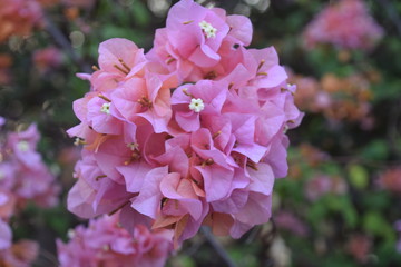 pink flowers