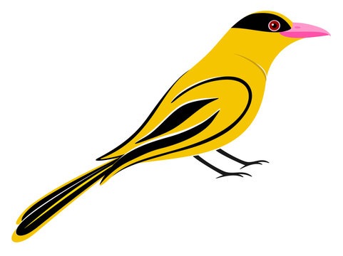 Black Naped Oriole