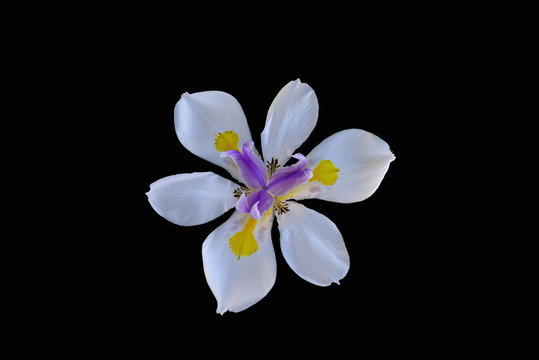 Walking Iris (Neomarica gracilis) isolated against black.