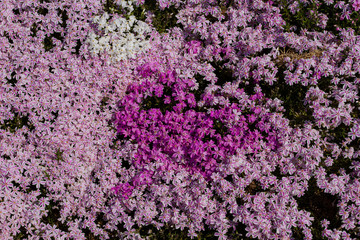 Obraz premium texture purple flowers background