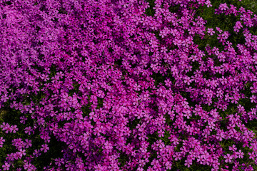 Obraz na płótnie Canvas texture purple flowers background
