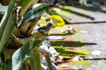 Bananaquit photographed in Santa Teresa, in Espirito Santo. Southeast of Brazil. Atlantic Forest Biome. Picture made in 2018.