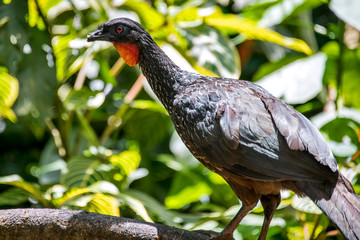 Dusky legged Guan photographed in Santa Teresa, in Espirito Santo. Southeast of Brazil. Atlantic Forest Biome. Picture made in 2018.