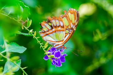 Closeup Malachite (siproeta stelenes) beautiful butterfly in a summer garden © blackdiamond67