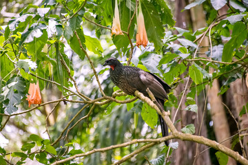 Dusky legged Guan photographed in Santa Teresa, in Espirito Santo. Southeast of Brazil. Atlantic Forest Biome. Picture made in 2018.