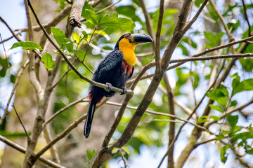 Young Channel billed Toucan photographed in Santa Teresa, in Espirito Santo. Southeast of Brazil. Atlantic Forest Biome. Picture made in 2018.