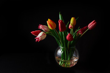 colored tulips in glass vase on black background