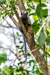 Hybrid marmoset photographed in Santa Teresa, in Espirito Santo. Southeast of Brazil. Atlantic Forest Biome. Picture made in 2018.