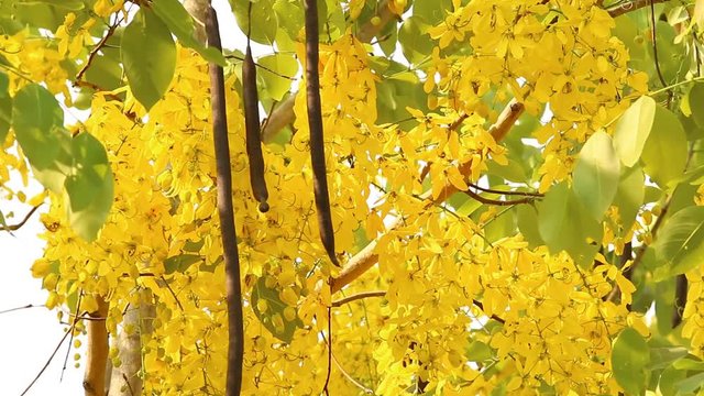   golden flower or Rajchapruek , outdoor Chiangmai Thailand