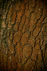 Pine bark at sunset