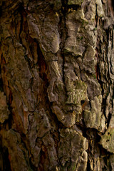 Old pine in the forest