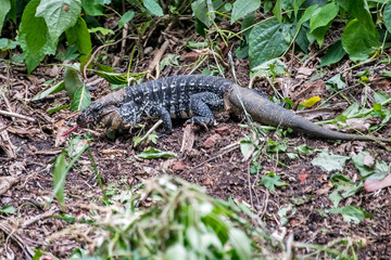 Black and white Tegu photographed in Santa Teresa, in Espirito Santo. Southeast of Brazil. Atlantic Forest Biome. Picture made in 2018.