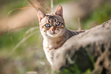 Mink Snow Bengal Cat Outdoor