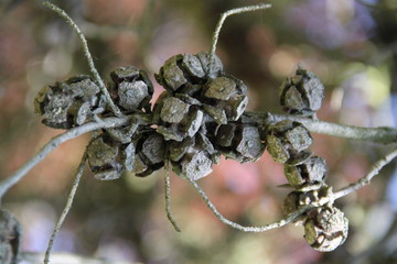 Leyland cypress tree balls seeds and needles	