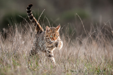 Bengal Cat Outdoor