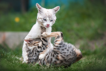 Kitten Fight