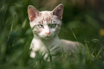 Naklejka na ściany i meble Snow Bengal Kitten in high Grass