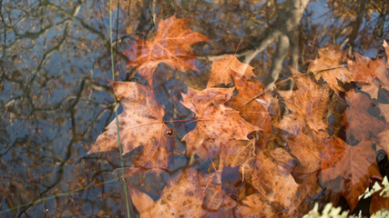 Beautiful idyllic image of the reddish leaves of a tree fallen in the fall fall into the water of Lake Banyoles where the trees are reflected. Concept: autumn has arrived. Landscapes of Catalonia 