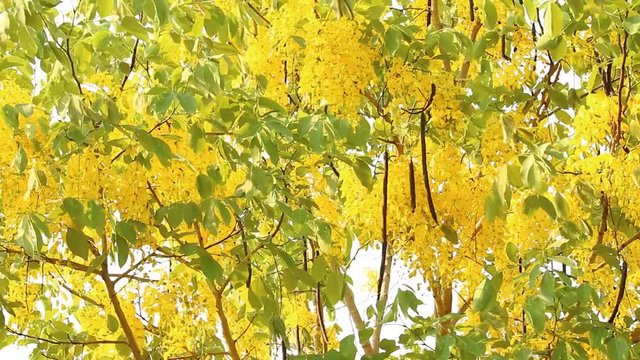   golden flower or Rajchapruek , outdoor Chiangmai Thailand