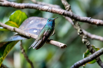 Versicolored Emerald photographed in Santa Teresa, in Espirito Santo. Southeast of Brazil. Atlantic Forest Biome. Picture made in 2018.