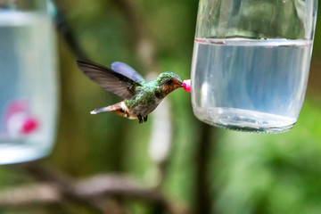 Frilled Coquette photographed in Santa Teresa, in Espirito Santo. Southeast of Brazil. Atlantic...