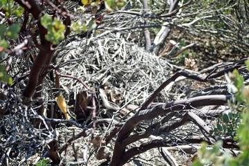 Nest in the Woods