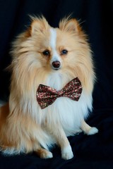 pomeranian puppy on a black background with bowtie