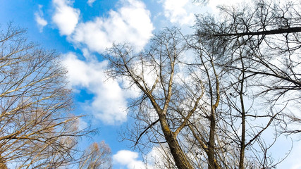 Whites ouds  between trees in a blue sky
