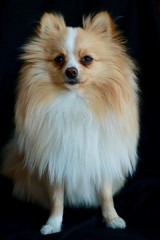 Obraz premium pomeranian dog portrait