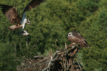Osprey or more specifically the western osprey (Pandion haliaetus) — also called sea hawk, river hawk, and fish hawk