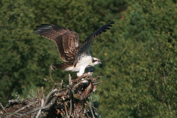 Osprey or more specifically the western osprey (Pandion haliaetus) — also called sea hawk, river hawk, and fish hawk