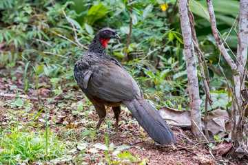Dusky legged Guan photographed in Santa Teresa, in Espirito Santo. Southeast of Brazil. Atlantic Forest Biome. Picture made in 2018.