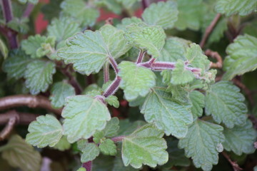 wild strawberry plant