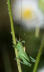 Close-up of green cricket on a leaf