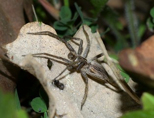 Close-up of spider on a dry leaf 