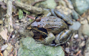 Frog sitting on Stone in River . wild frog on river stones . frog in a river in the middle of nature . The frog is sitting on a river stone .