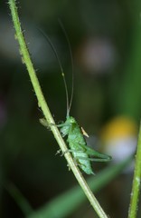 green grasshopper on a blade of grass 