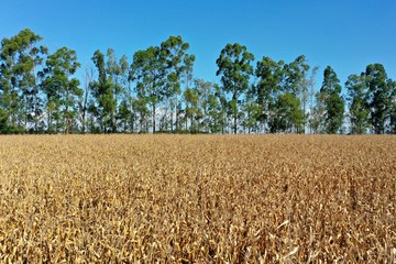 Aerial view of rural life scene. Great landscape. Countryside scenery.