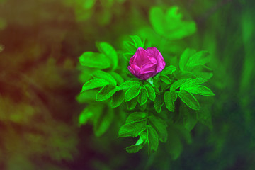 red rose in the garden