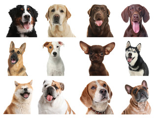 Set of different dogs on white background