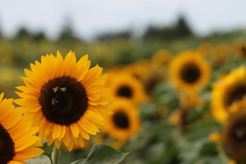 sunflowers with bees in the field 