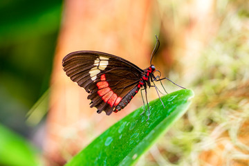 Closeup beautiful butterfly in a summer garden