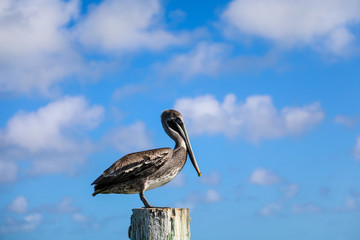 Pelican on Pole with Blue Skies and Clouds in the Florida Keys
